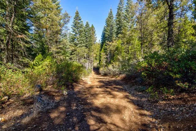 a view of a yard with plants and trees