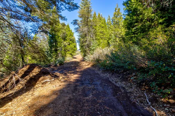 a view of a forest with trees