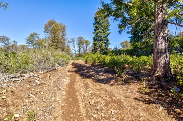 a view of a yard with plants and a trees