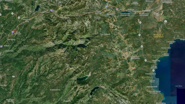 a view of a lush green forest