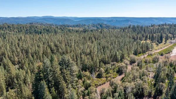 a view of a lush green field with lots of bushes