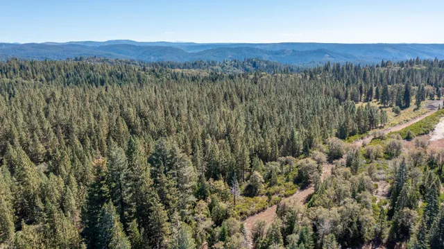a view of a lush green field with lots of bushes
