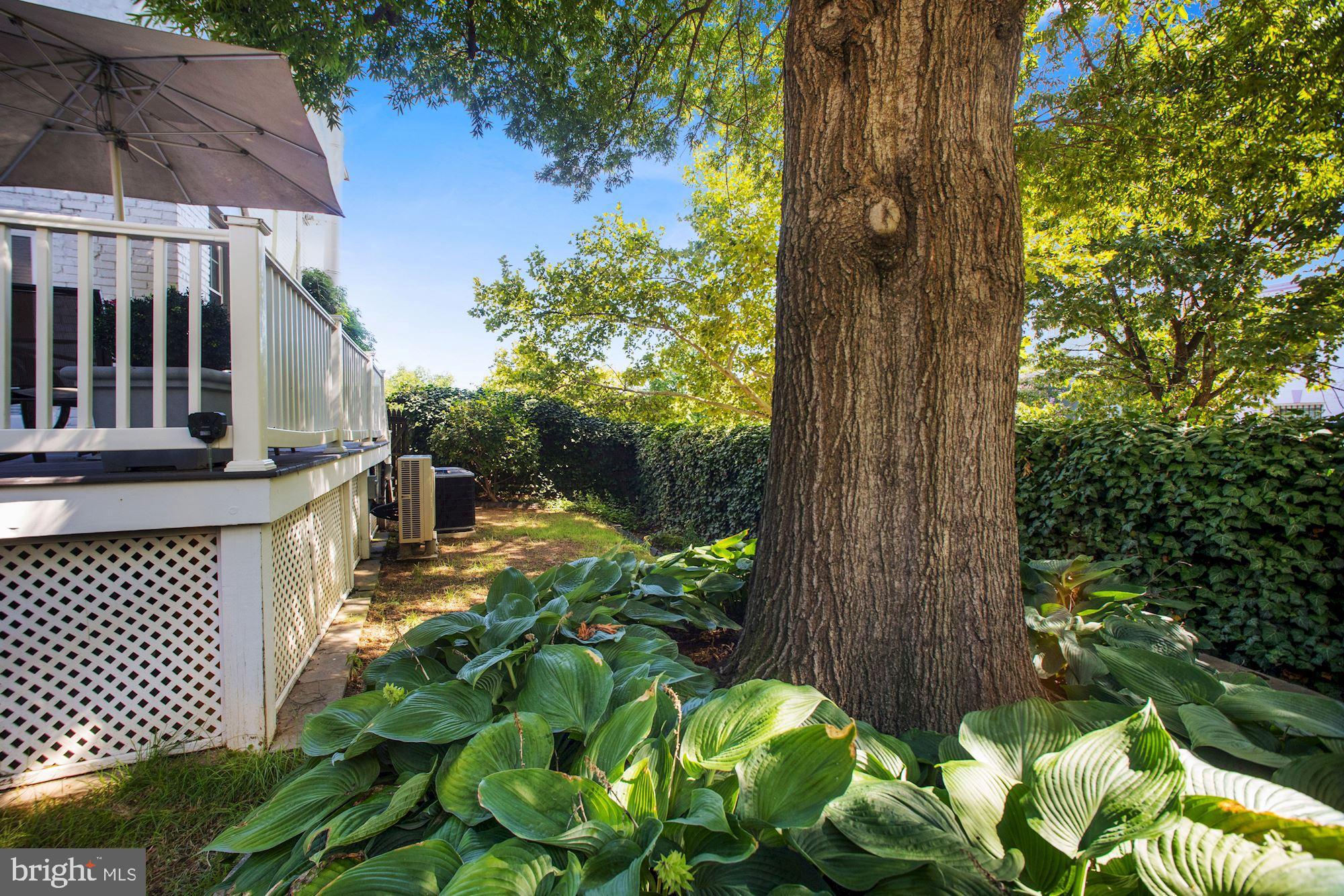 1391 D Street Northeast Washington, DC 20002 - Photo 33 of 39 Healthy mature tree and hostas plants