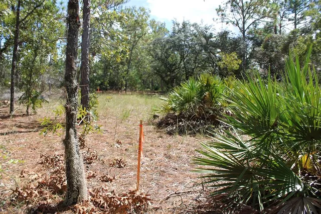 a view of a tree in the middle of a yard