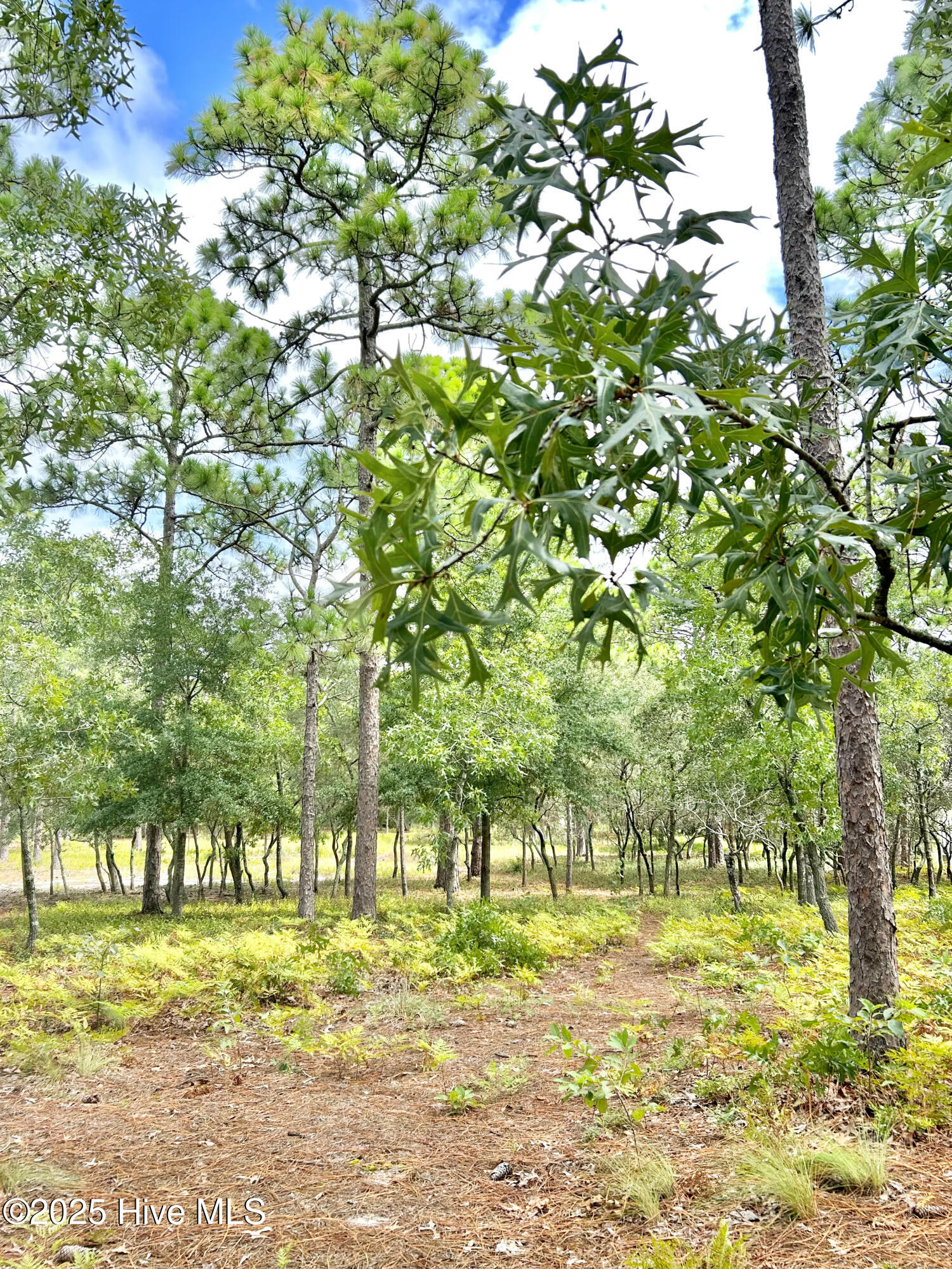 4004 Winds Ridge Drive Wilmington, NC 28409 - Photo 33 of 41 Windsridgegreenspace