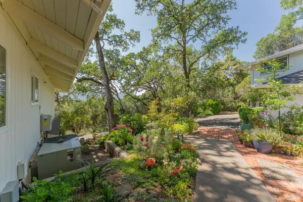 a view of a garden with plants and large trees