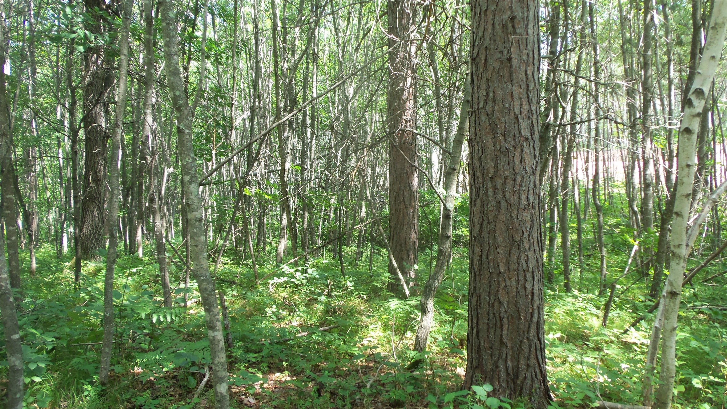 Lot 1 Birch Tree Trail Spooner, WI 54801 - Photo 6 of 11 Gallery Image 6