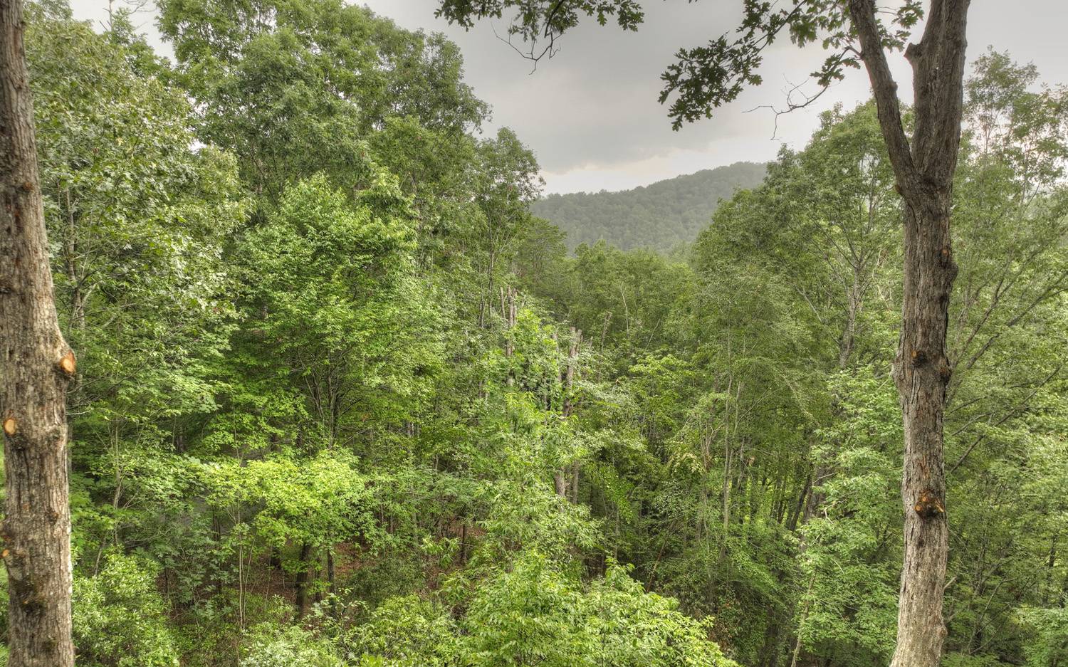 124 White Tail Ridge Blue Ridge, GA 30513 - Photo 26 of 42 a view of a forest with an trees