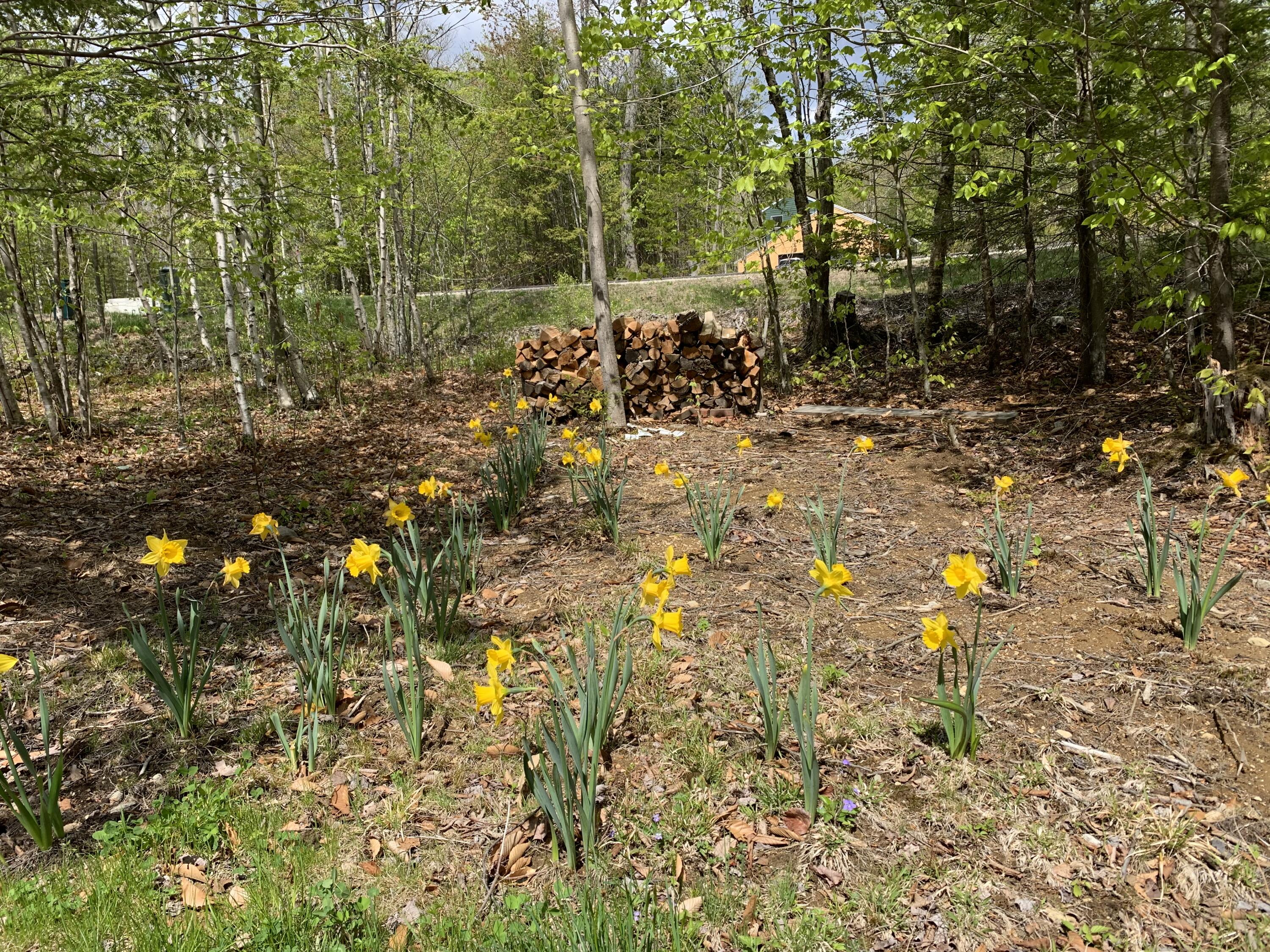 9 Peter Robin Way Freeport, ME 04032 - Photo 74 of 77 9PRW daffodils blooming