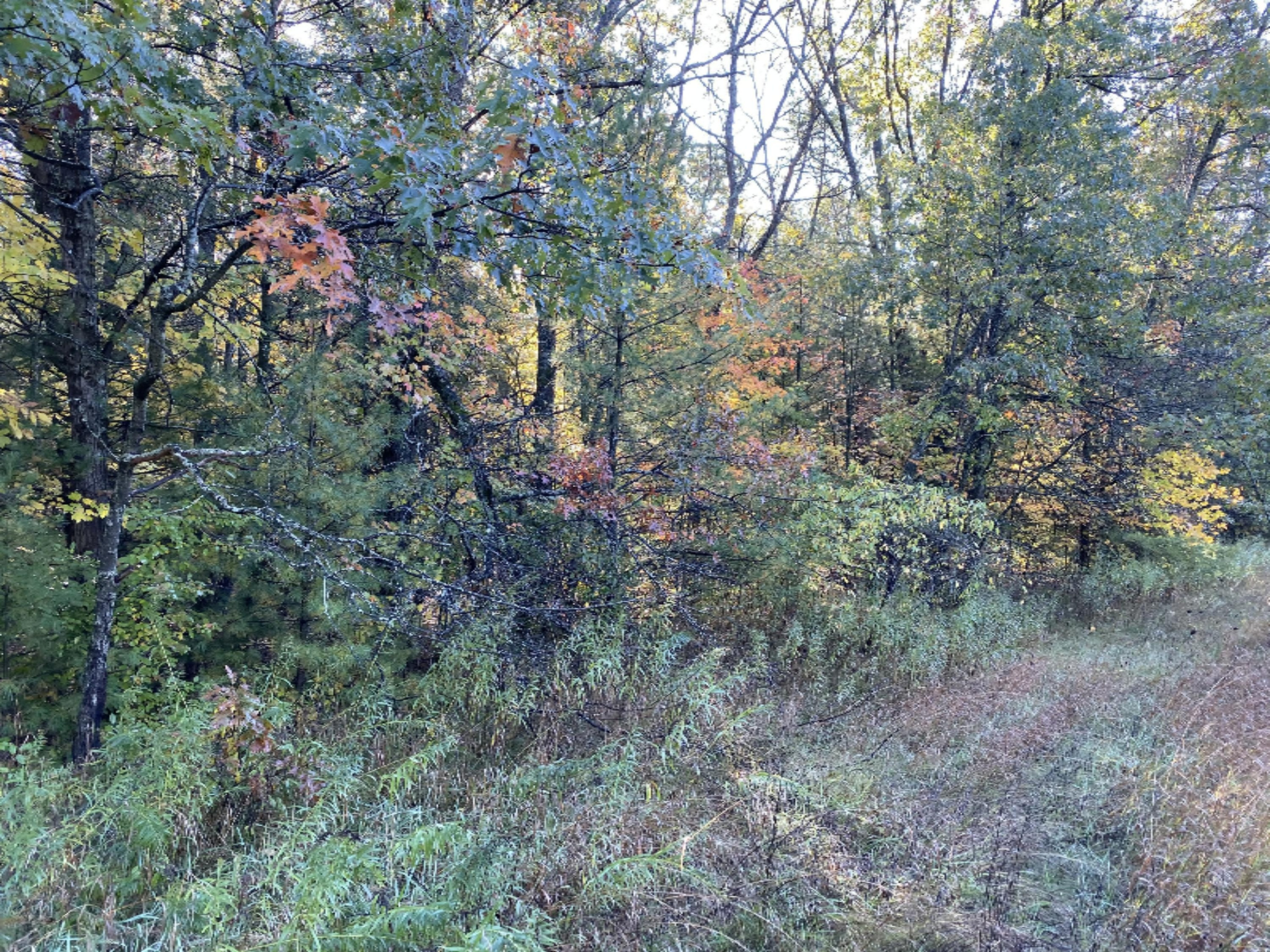 0 West County Line Road Newaygo, MI 49337 - Photo 3 of 5 IMG_0086