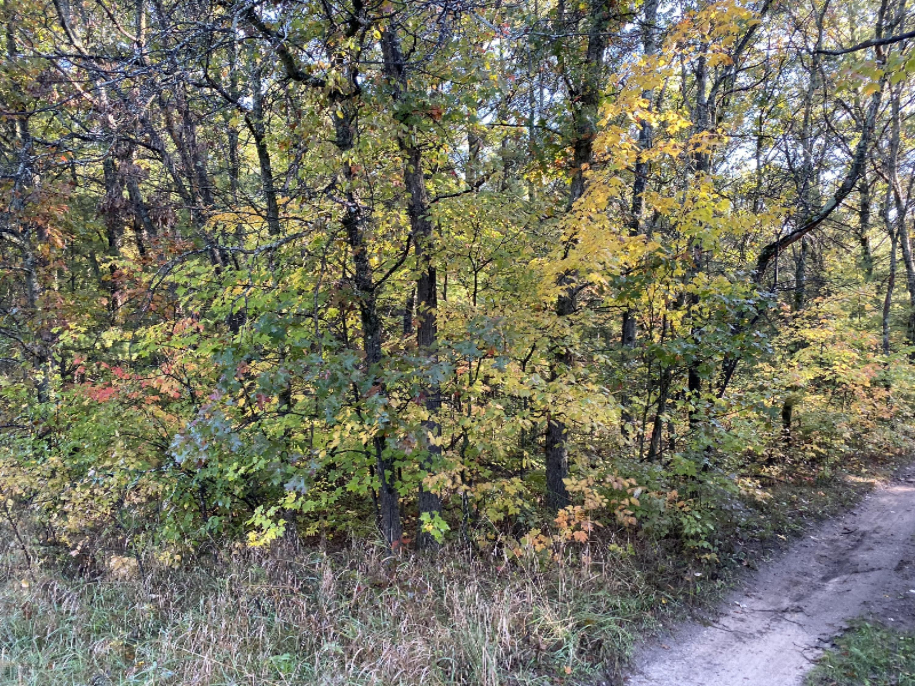 0 West County Line Road Newaygo, MI 49337 - Photo 4 of 5 IMG_0087