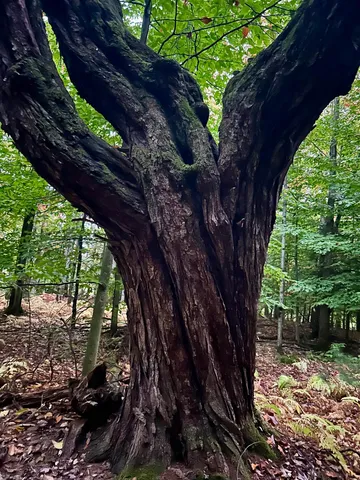 $117,500 | Tbd Pumpkin Village Road, Enosburg Falls, VT 05450