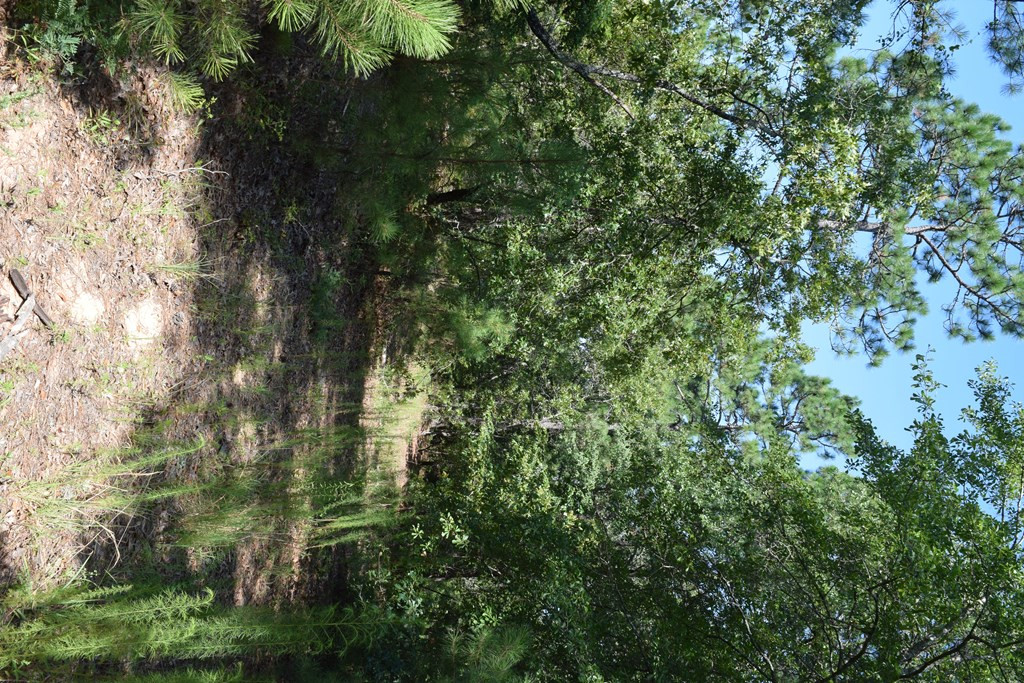 Lot 5 Fire Tower Road Aiken, SC 29803 - Photo 2 of 4