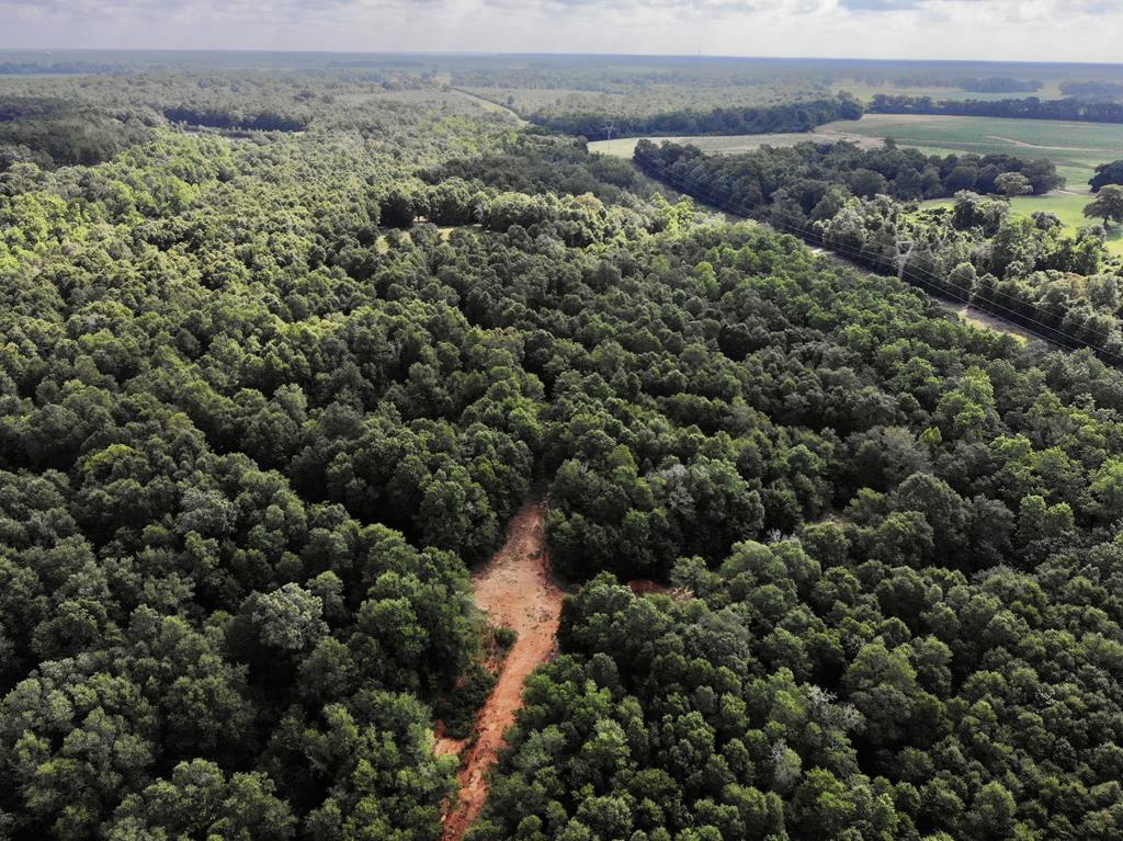 318.5-ac Goose Hollow Road Geneva, AL 36340 - Photo 39 of 50