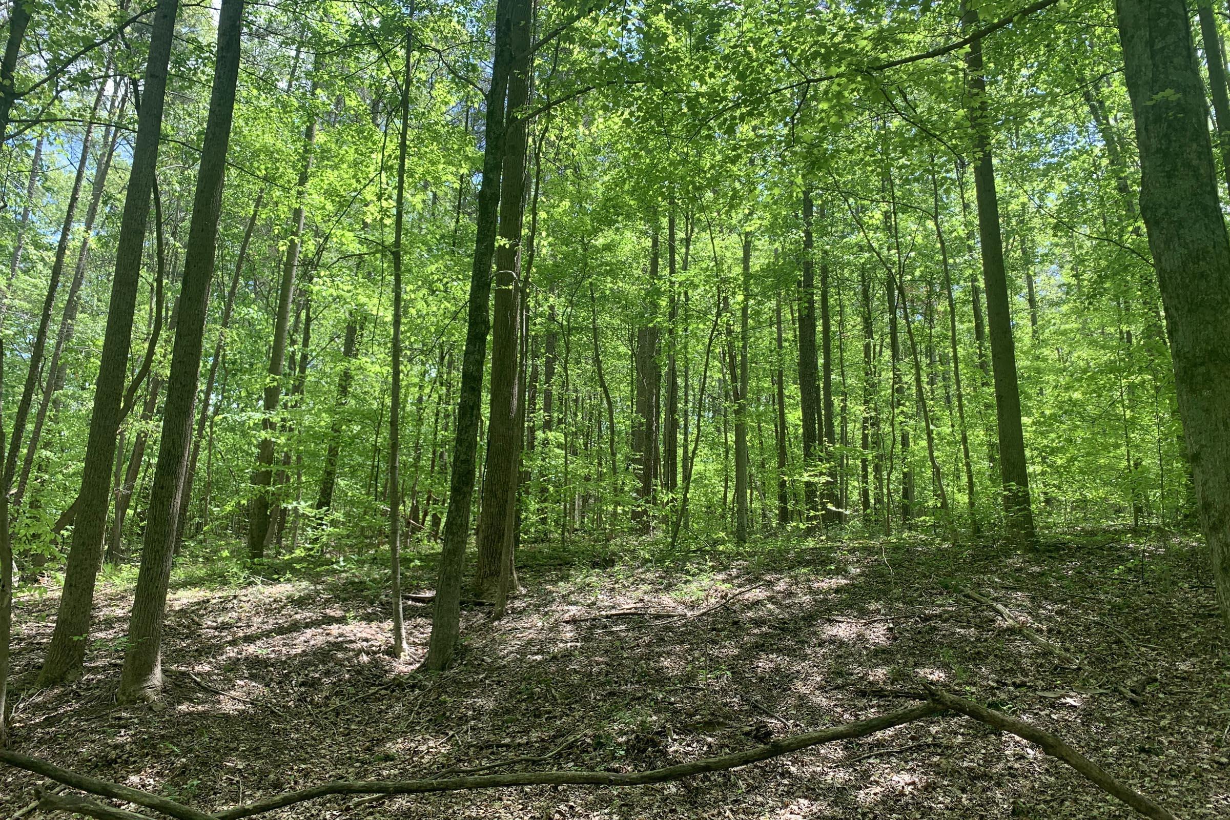 0 Tennant Road, Unit TRACT 2 Ray, OH 45672 - Photo 14 of 39 20230509_171537698_iOS