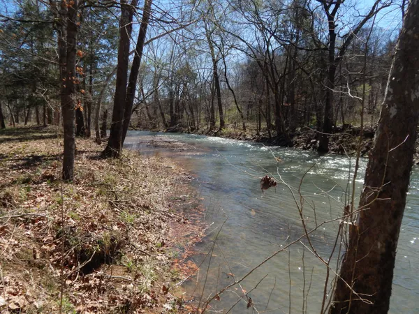 a view of large trees and a yard