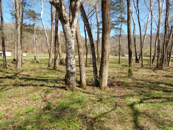 a view of a yard with trees