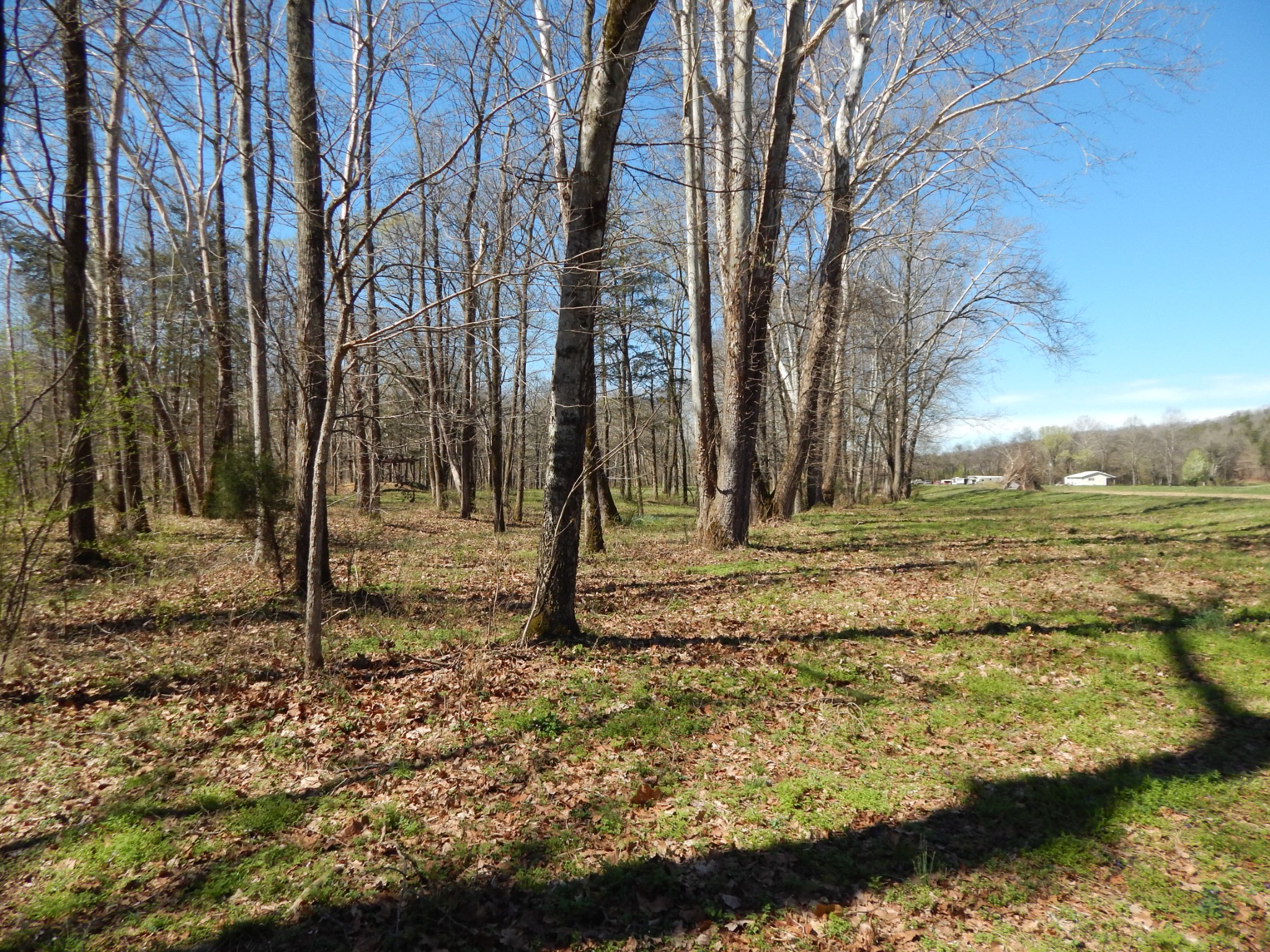 6223 Beech Creek Road Clifton, TN 38425 - Photo 52 of 68 a backyard of a house with lots of green space