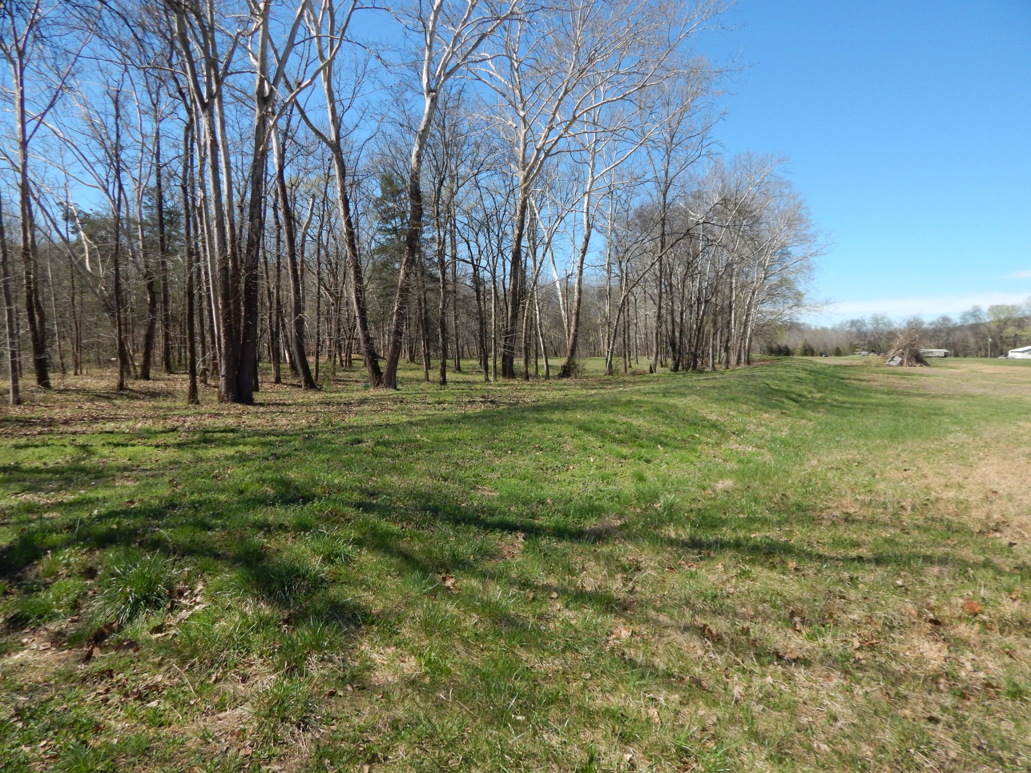 6223 Beech Creek Road Clifton, TN 38425 - Photo 53 of 68 a big yard with lots of green space and trees