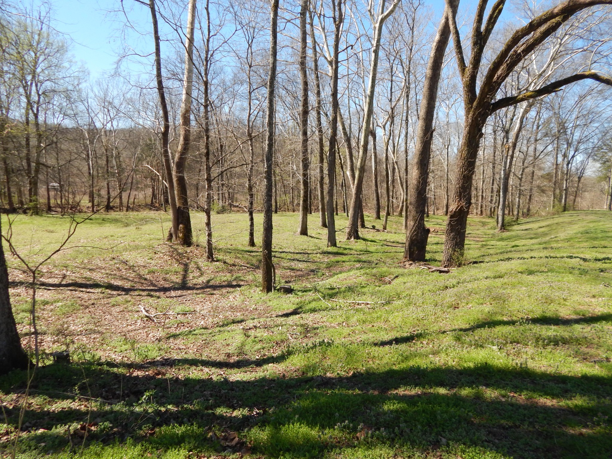 6223 Beech Creek Road Clifton, TN 38425 - Photo 65 of 68 a view of a yard with trees