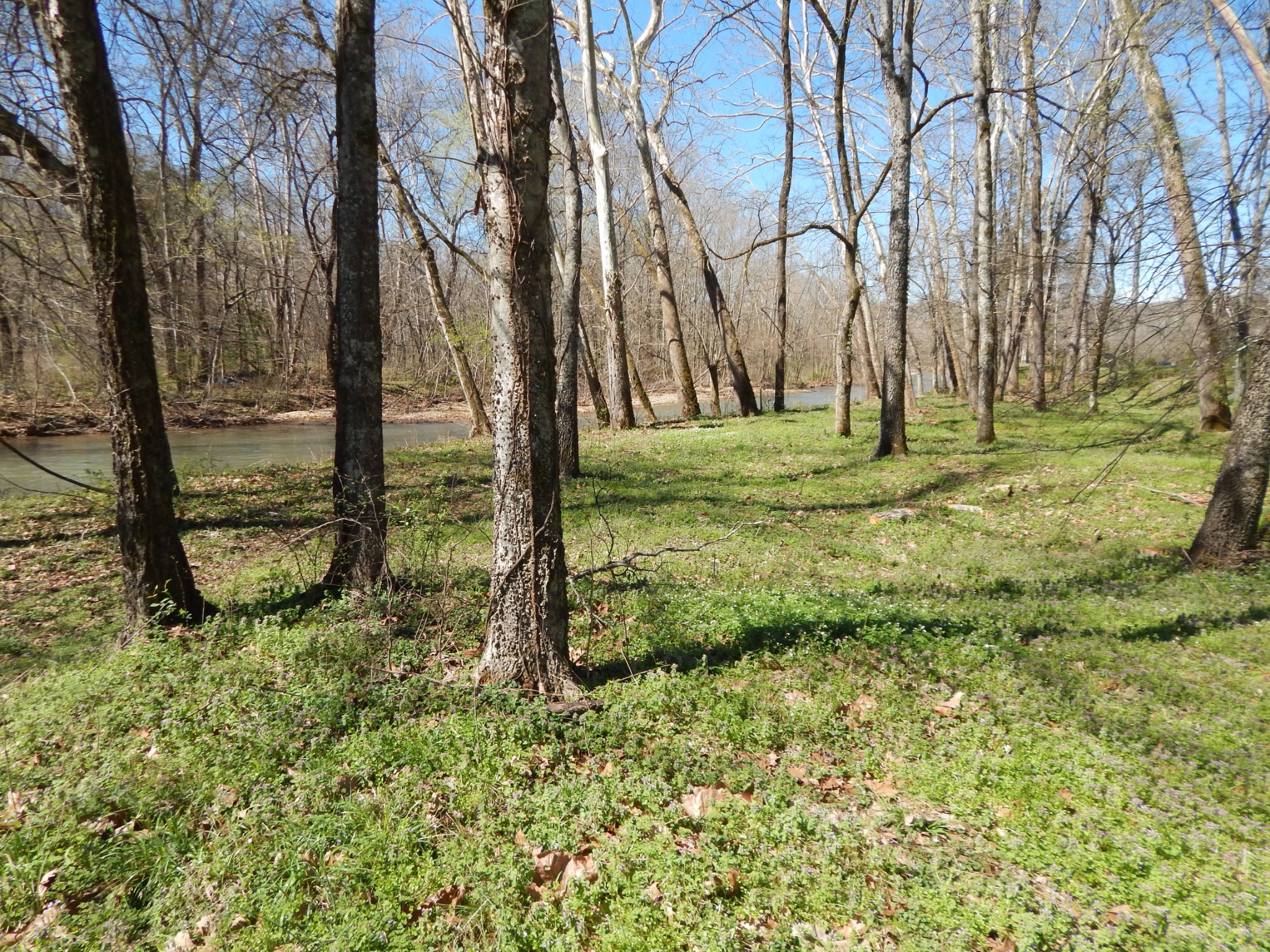 6223 Beech Creek Road Clifton, TN 38425 - Photo 67 of 68 a view of a yard with plants and trees