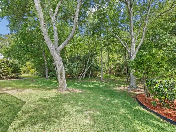 a view of a trees in a yard