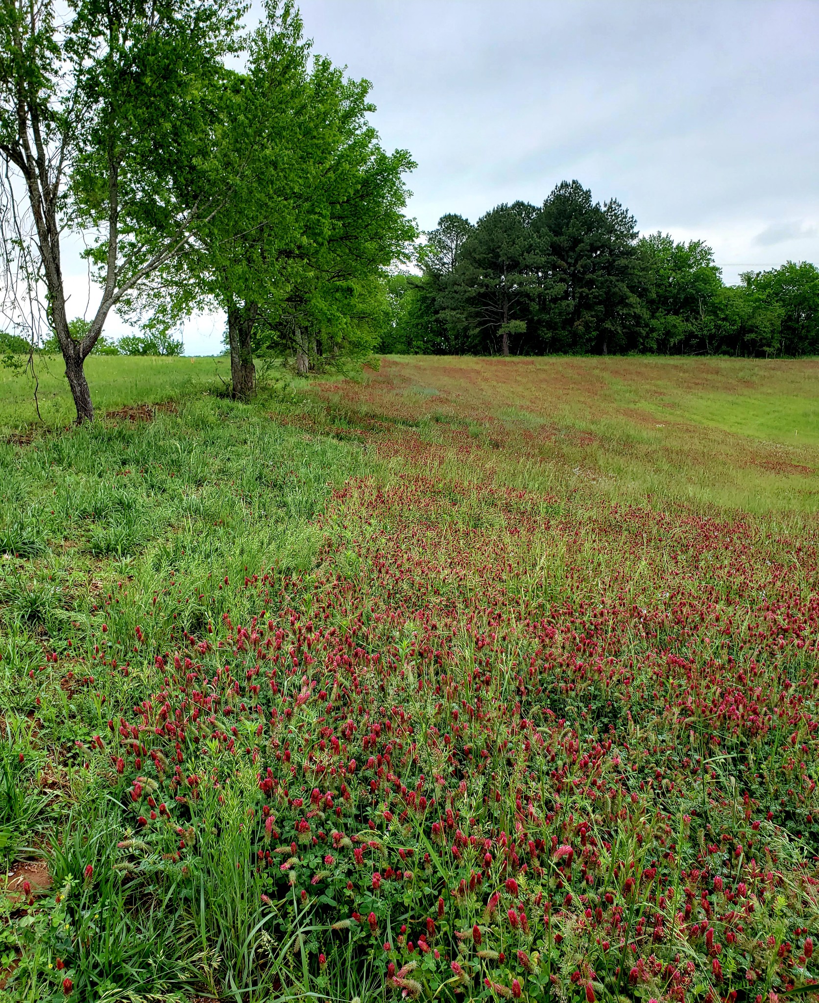 3 B Boyd Butler Road Columbia, TN 38401 - Photo 4 of 7 a view of a field with an trees