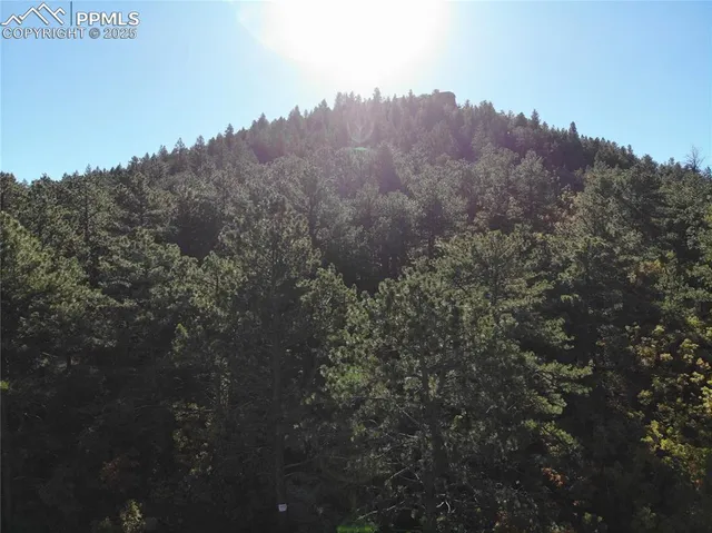 a close up of a tree