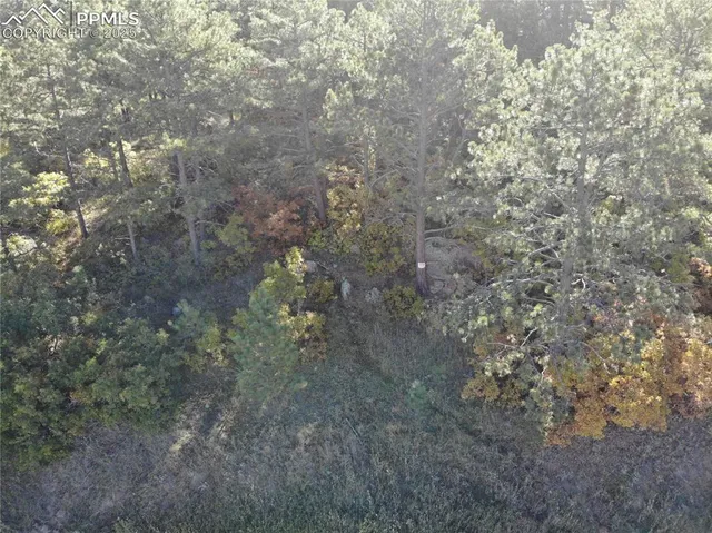 a view of a yard from a tree