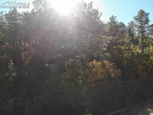 a view of a tree in a yard