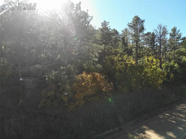 a view of a tree in a yard