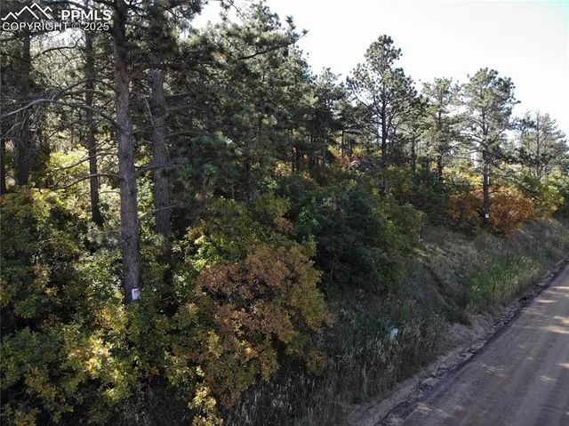 a view of a forest with a tree