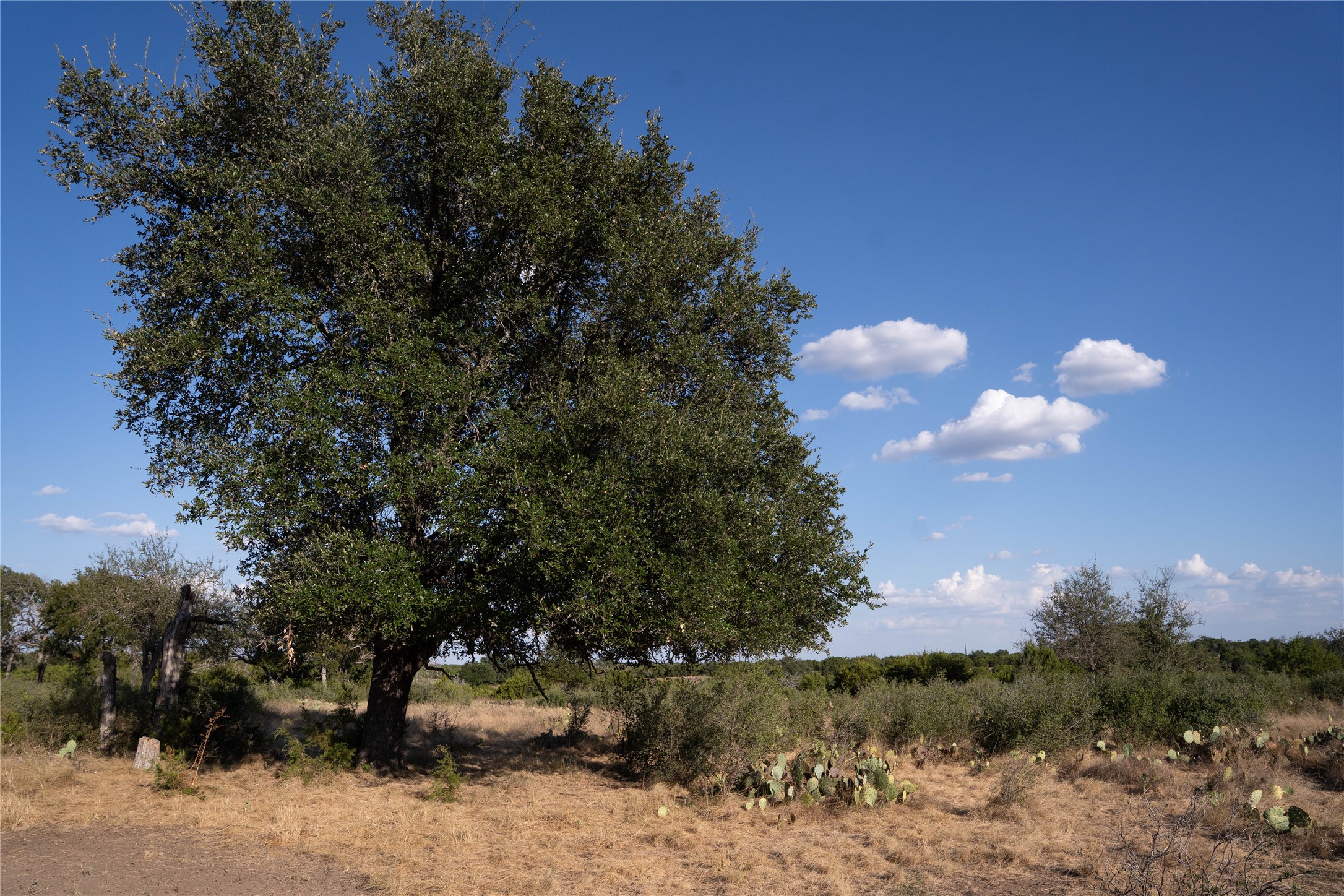 4719 Private Road, Unit 4718 Kempner, TX 76539 - Photo 31 of 38 large oaks on property.