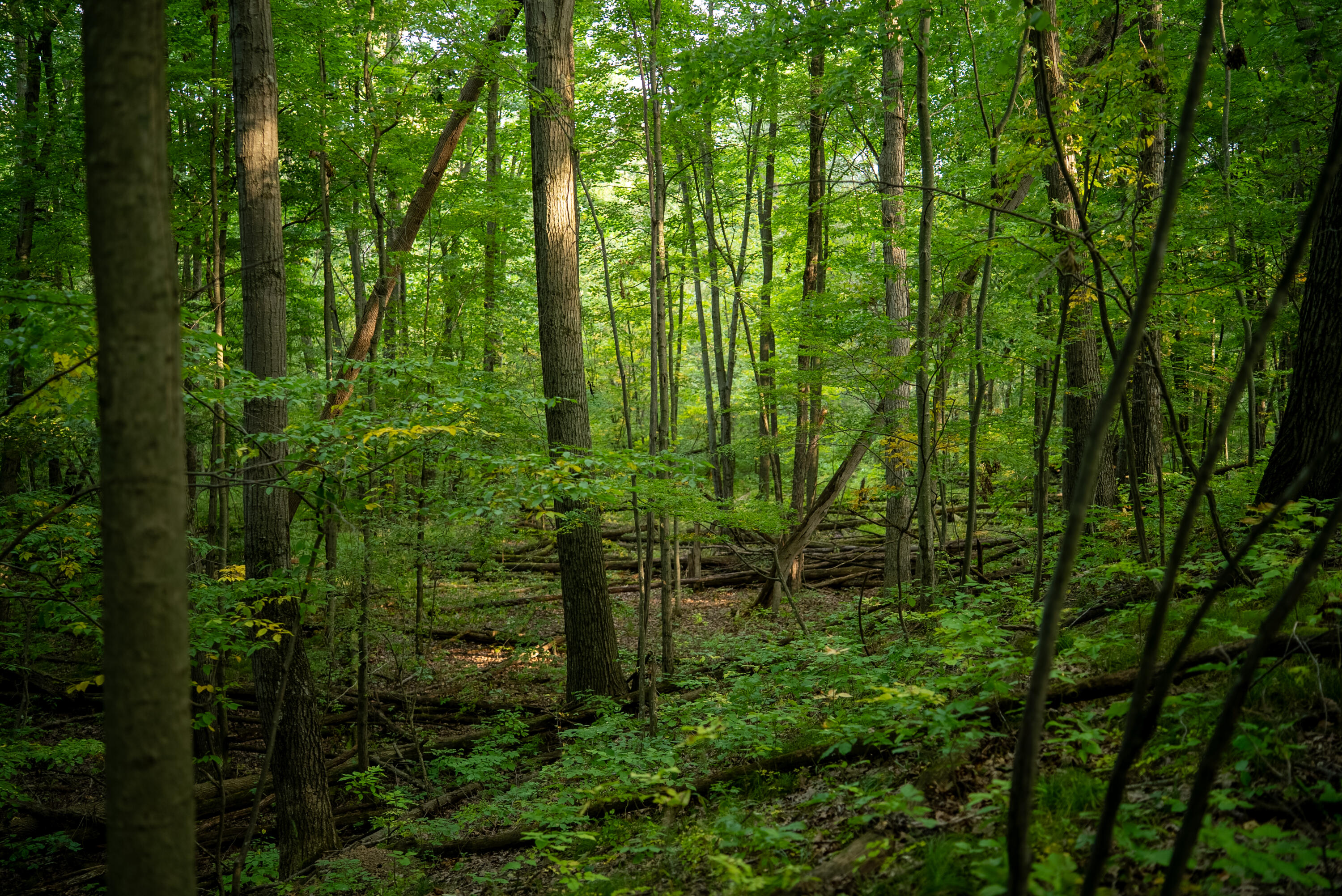 2681 Hadley Road Lapeer, MI 48446 - Photo 17 of 31 Lapeer 130-17