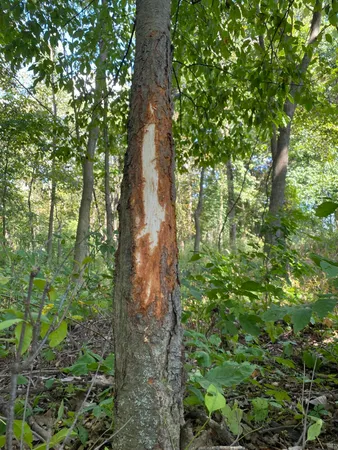 $999,000 | 0 Hadley Road, Lapeer, MI 48446