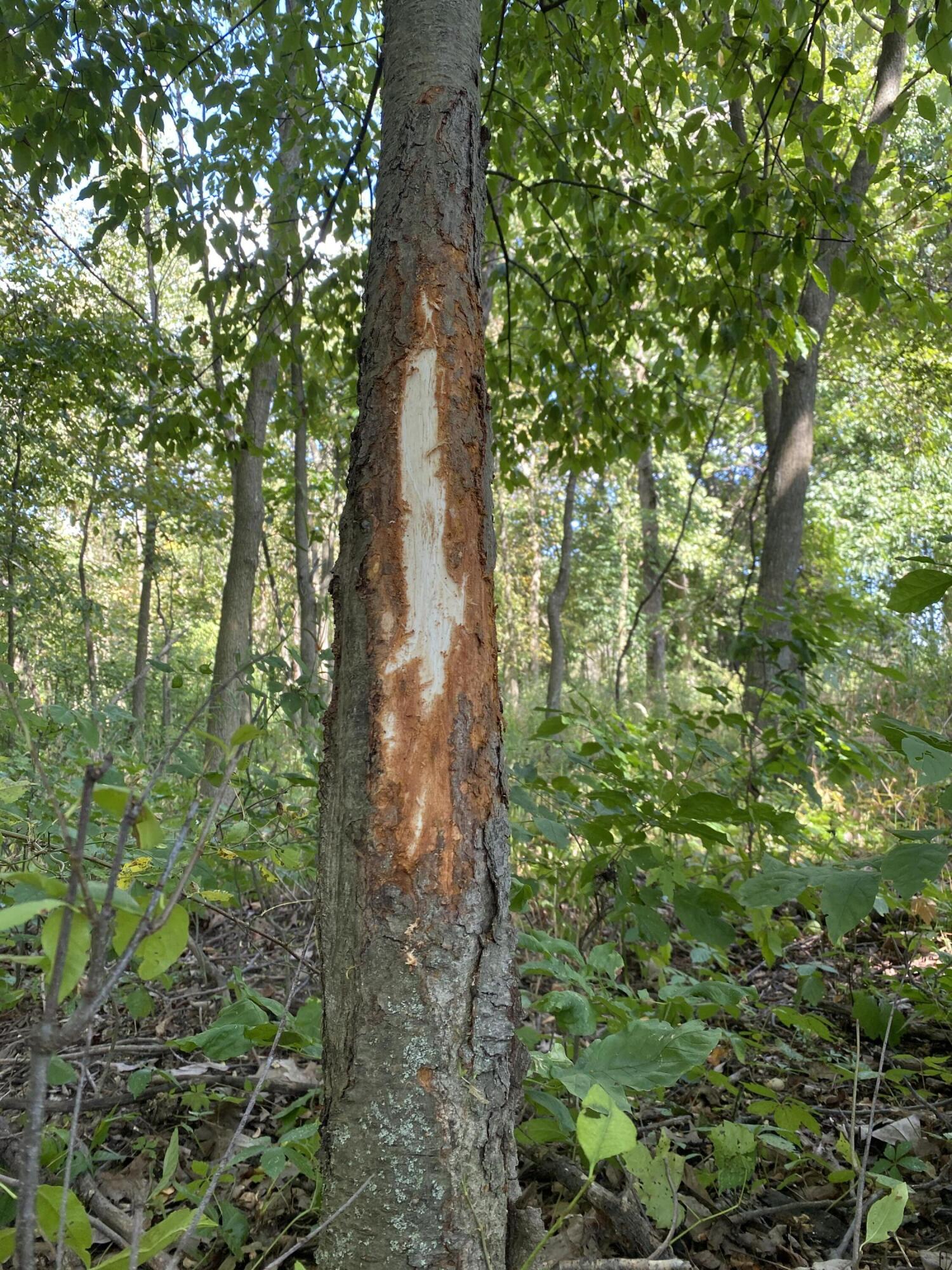 2681 Hadley Road Lapeer, MI 48446 - Photo 25 of 31 Lapeer 130-28