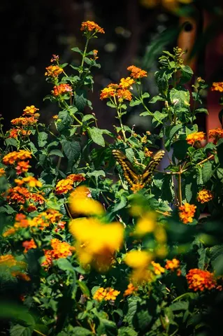 a backyard of a house with outdoor seating