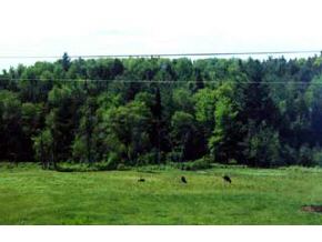 0 Kennison Road Westfield, VT 05874 - Photo 5 of 5