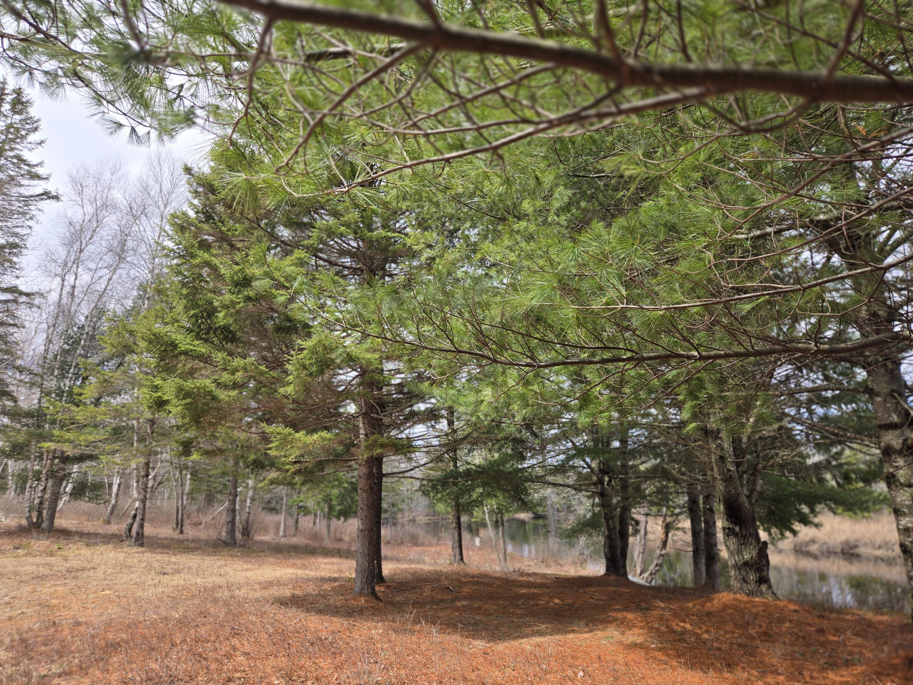 84 Hanscom Road Whitneyville, ME 04654 - Photo 32 of 35 20260414_115813