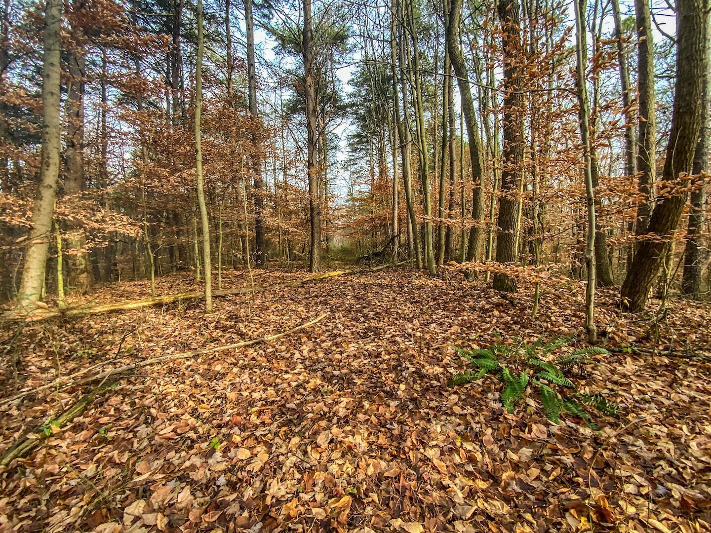 20088 Rauber Road Logan, OH 43138 - Photo 11 of 31 51