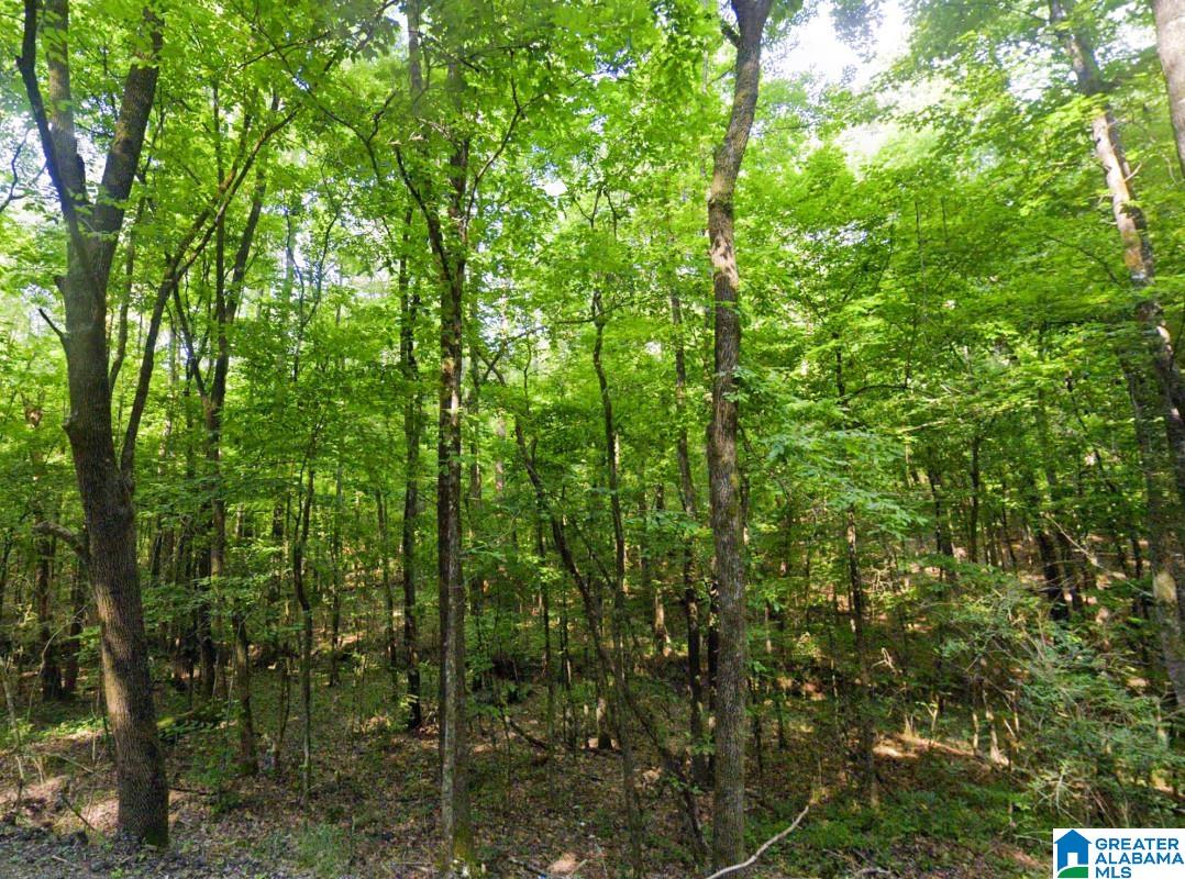 0 Old Tuscaloosa Road Jasper, AL 35501 - Photo 11 of 12