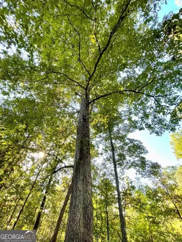 a view of a forest with trees