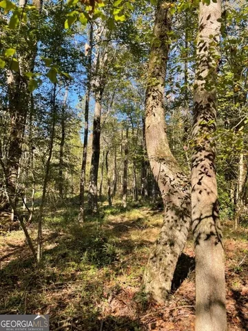 a view of a tree with a lake