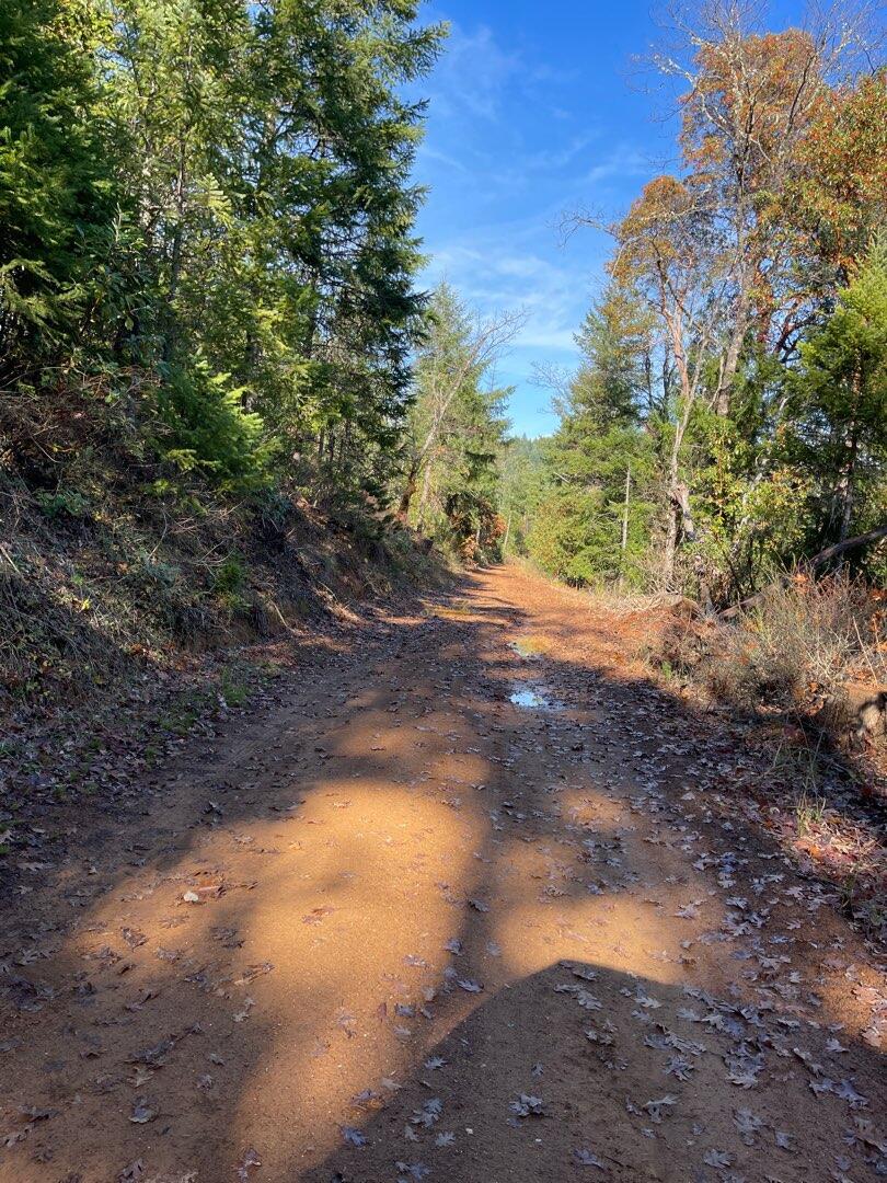 0 Tunnel Creek Road Merlin, OR 97532 - Photo 2 of 4 a view of a yard with a tree