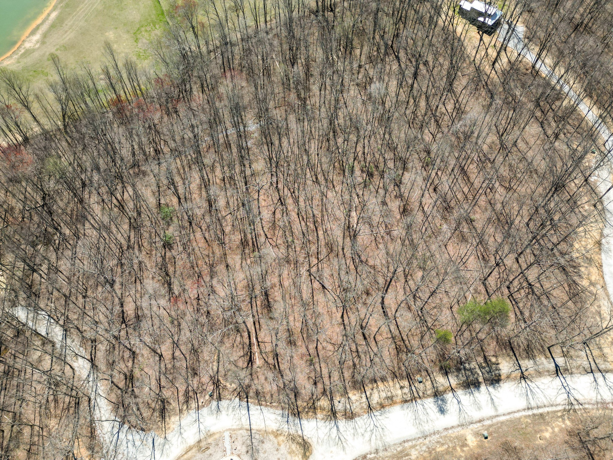 147 Sunset Bluff Monteagle, TN 37356 - Photo 5 of 11 a close up of a plant