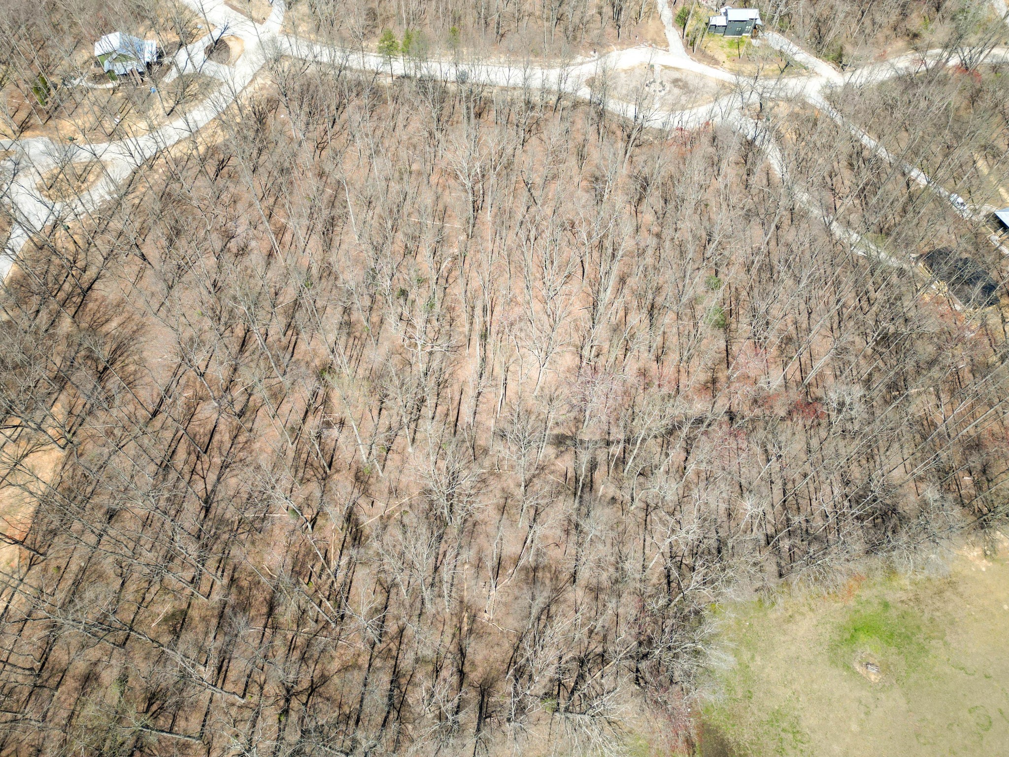 147 Sunset Bluff Monteagle, TN 37356 - Photo 8 of 11 a close up of a plant with white walls