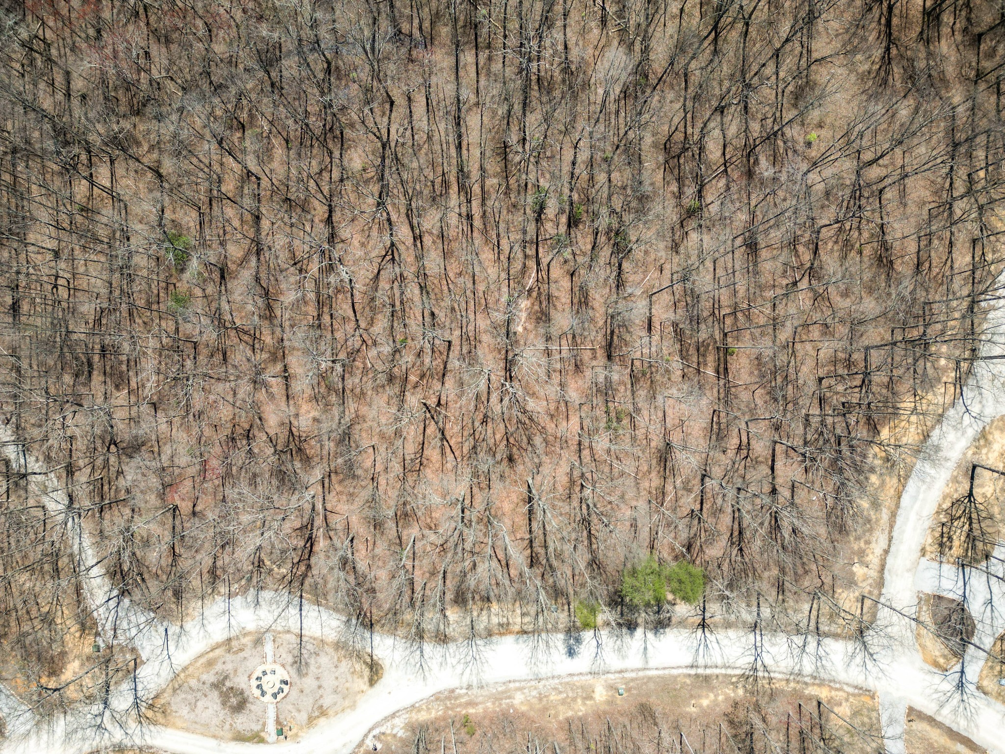 147 Sunset Bluff Monteagle, TN 37356 - Photo 9 of 11 a view of a yard