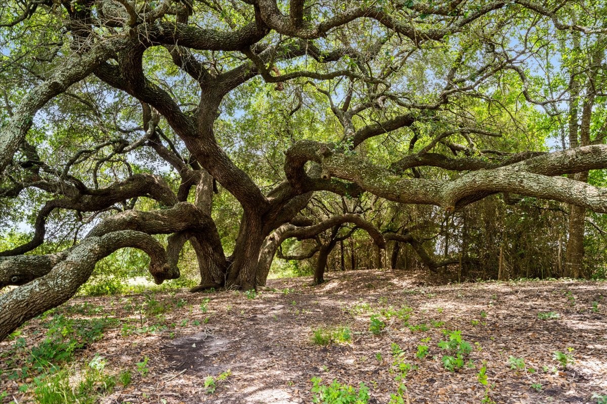 8233 Quebe Road Brenham, TX 77833 - Photo 4 of 35 And dotted with beautiful live oaks