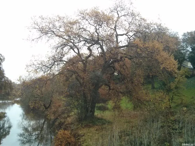a view of a forest with lots of trees