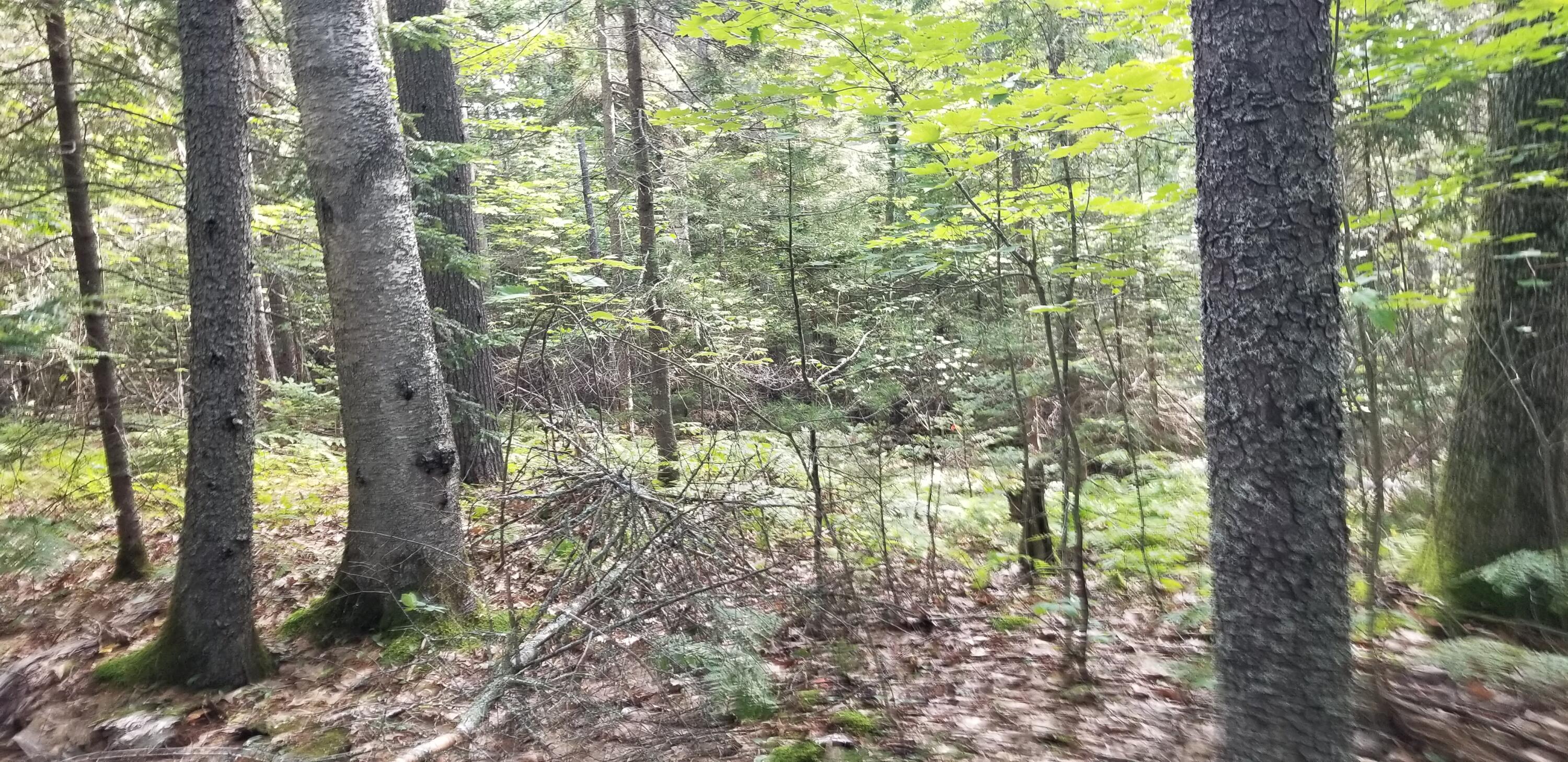 Lot D Youngs Point Road South Wiscasset, ME 04578 - Photo 6 of 12 20210729_084730